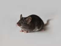 How to Stop Rodents from Entering Your Home