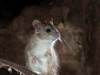Roof Rats in the Suburbs of Houston TX: What You Need to Know