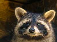 Pest Problems in Spring, TX
