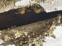 Termite Activity