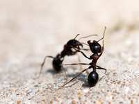 Ant Control in Kingwood, Texas