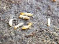 It's Termite Season