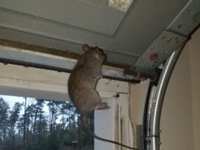 Rodents Love Two Areas of a Home: Attics and Garages