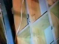 Flying Squirrels in your attic