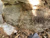 Formosan subterranean termites in Texas