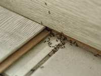 Ants in your home