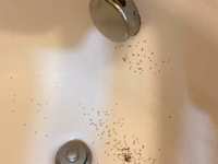 Drain Flies