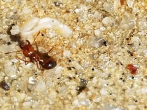 Fire Ants in Your Yard?