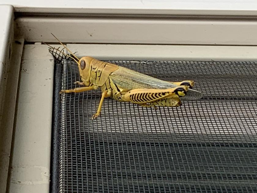 Grasshoppers in your yard