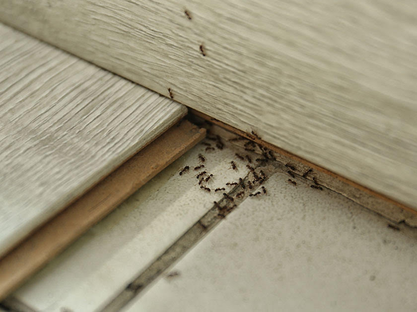 Ants in your home