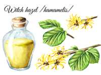 Witch Hazel – A Good Staple for Everyone’s Medicine Cabinet