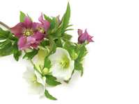 What is Helleborus?