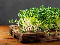 A Tiny Food with up to 40x the Nutrients
