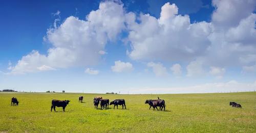 Pasture-Finished Beef: A Better Choice?