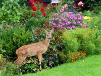 Gardening in December - Tropical Plants