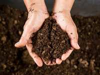 Gardening Tips for a Fresh Start to 2025 in The Woodlands