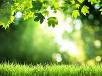 Fall Lawn & Garden Care Tips for The Woodlands