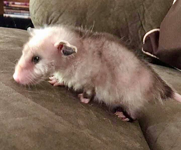 Meet Hudson - A Congenital dwarf opossum
