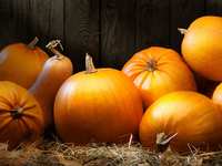 Pumpkin Patches Around The Woodlands Pumpkin Patches Around The Woodlands