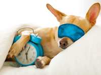 That’s one giant fall back for mankind – Daylight Saving Time is about to go away for the umpteenth That’s one giant fall back for mankind – Daylight Saving Time is about to go away for the umpteenth