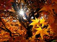 Fall back and be amazed; Daylight Saving Time ends this weekend Fall back and be amazed; Daylight Saving Time ends this weekend