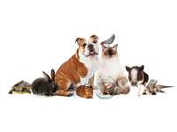 National Pet Day, what you should do National Pet Day, what you should do