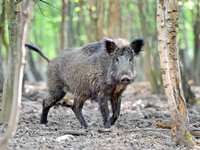 Concern Over Feral Hogs in The Woodlands Concern Over Feral Hogs in The Woodlands