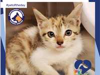 Now through Sunday, August 9, donations to MCAS matched by GreaterGood.org Now through Sunday, August 9, donations to MCAS matched by GreaterGood.org