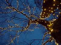 Installing Christmas Lights On Your Outdoor Trees