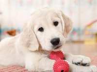 I Have A New Puppy. How Can I Protect My Home And Fido?