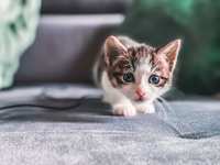 How to Cat-Proof Your House