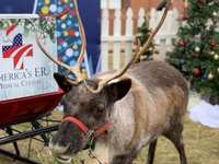 Santa Tweets a Surprise Appearance with Real Reindeer