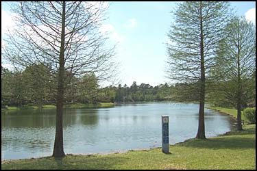 Woodlands Texas Cokeberry Pond Park