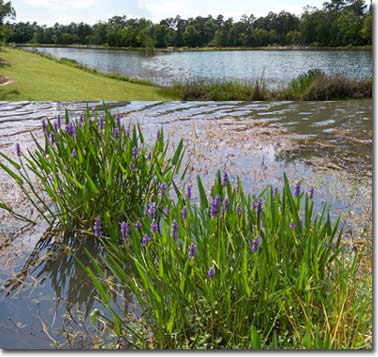 Woodlands Texas Reedy Pond Park