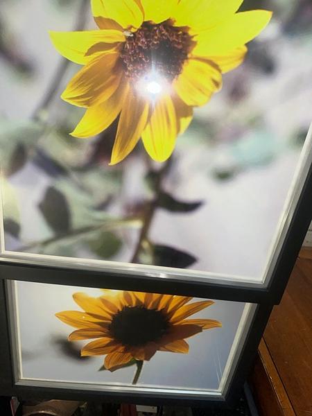 Flowers daisy sunflower pictures wall art