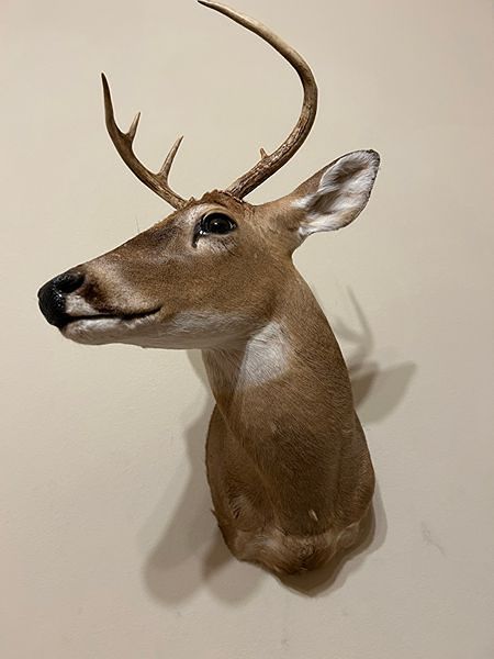 Whitetail Deer Shoulder Taxidermy Mount