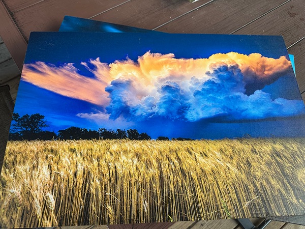 Art Canvas David Mayhew Fields of Glory
