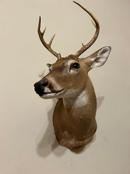 Whitetail Deer Shoulder Taxidermy Mount
