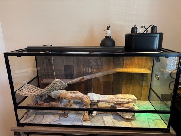 aquarium, lizard, reptile, snake, fish, frog,