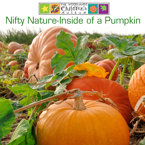Nifty Nature-explore the Inside of a  Pumpkin