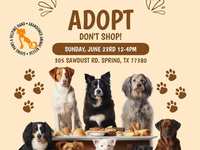 Abandoned Animal Rescue - Dog Adoption