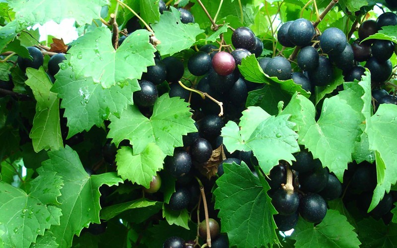 All About Foraging Sat October 12, 2024 The Woodlands Texas Events