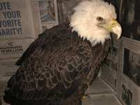 Friends of Texas Wildlife Needs Your Help to Soar With the Eagles