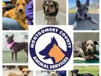 Montgomery County Animal Shelter is raising the woof by waiving adoption fees