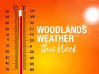 Woodlands Weather This Week – So close to autumn, yet so far