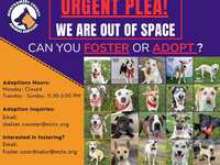 Montgomery County Animal Shelter is completely out of space!