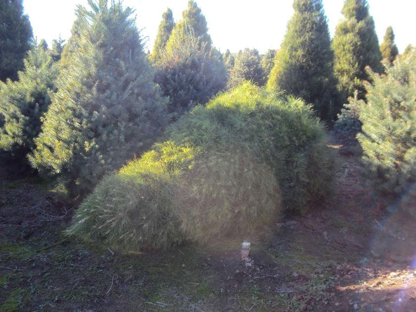 San Jacinto River Authority wants your used Christmas trees for its annual Lake Conroe Tree Drive