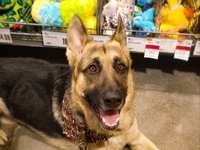 Montgomery County Family Opens Pet Supplies Plus Franchise in Harper’s Preserve