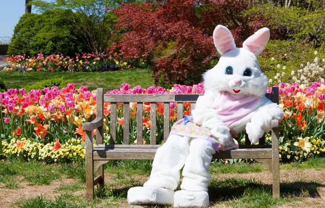 /images/newsimage/78247/660x423/easter_bunny.jpg