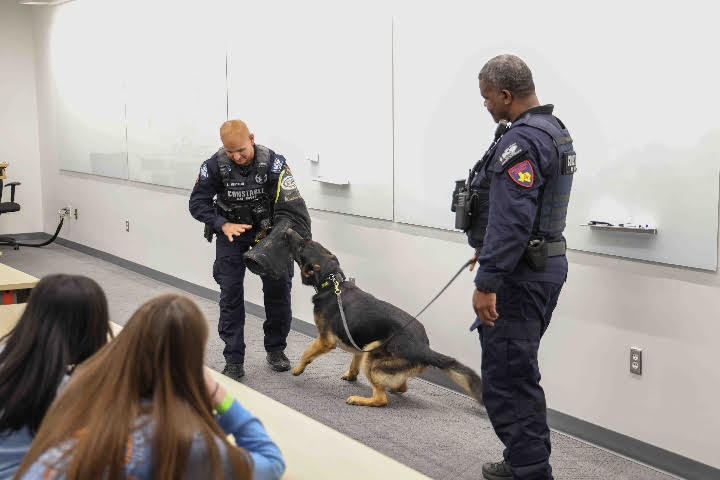 Harris County Constable Pct. 4 officers showcase their K9 unit to True Crime Camp participants, demonstrating the dogs' training and capabilities at the LSC-University Park campus event on April 3, 2024.